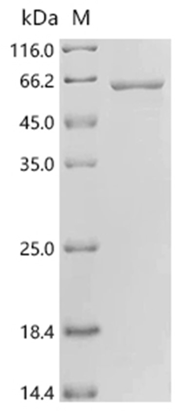 PLBL2/PLBD2 Protein, Mouse, Recombinant (His)