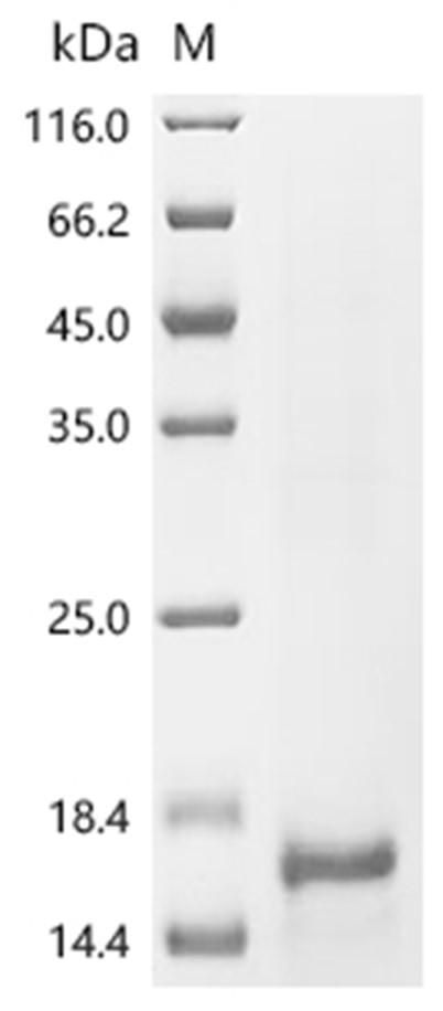 IGF2/IGF-II Protein, Mouse, Recombinant (His)