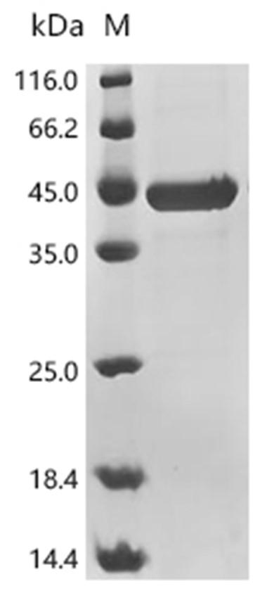 IpaB Protein, Shigella flexneri, Recombinant (His)