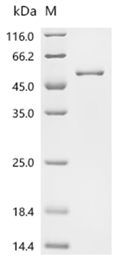 ALKBH5 Protein, Human, Recombinant (His)