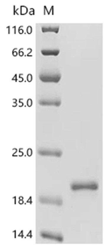 Azurin Protein, Bordetella bronchiseptica, Recombinant (His & Myc)