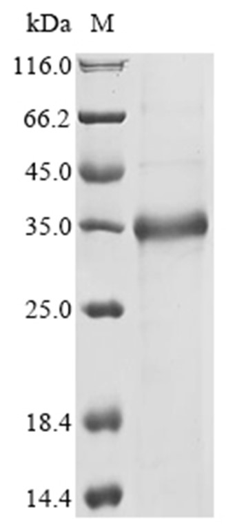 Snaclec rhodocytin subunit alpha Protein, Calloselasma rhodostoma, Recombinant (His & SUMO)