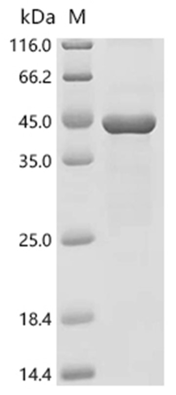 TLR7 Protein, Mouse, Recombinant (His & Myc)