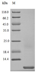 CCL5 Protein, Mouse, Recombinant