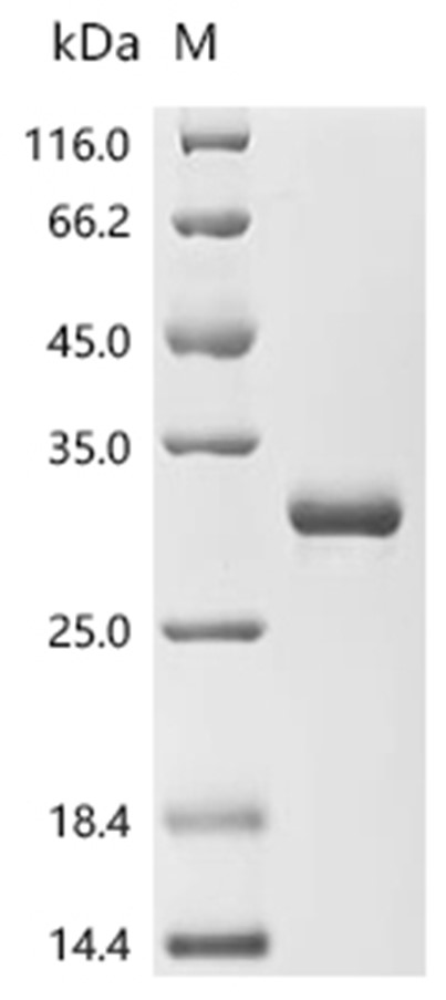 Viscumin Protein, Viscum album, Recombinant (His)