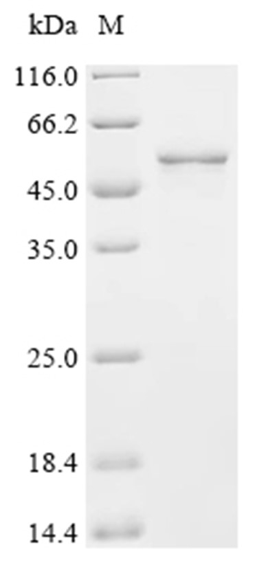 GyrB Protein, Salmonella typhi, Recombinant (His & Myc)