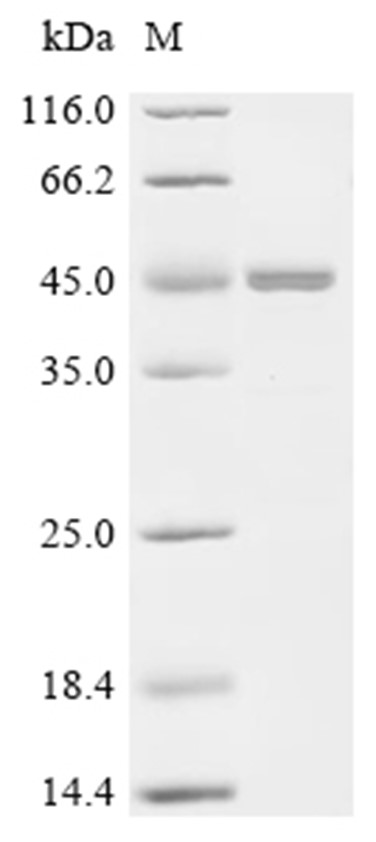 VGF Protein, Human, Recombinant (GST & His & Myc)