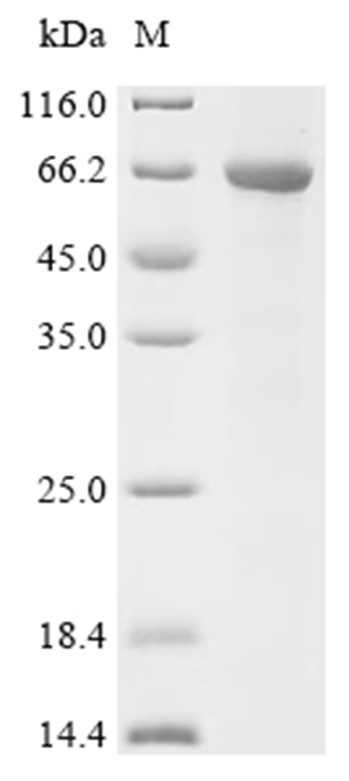KPNA1 Protein, Human, Recombinant (His)
