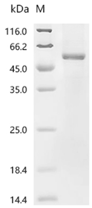 Wnt10a Protein, Human, Recombinant (His)