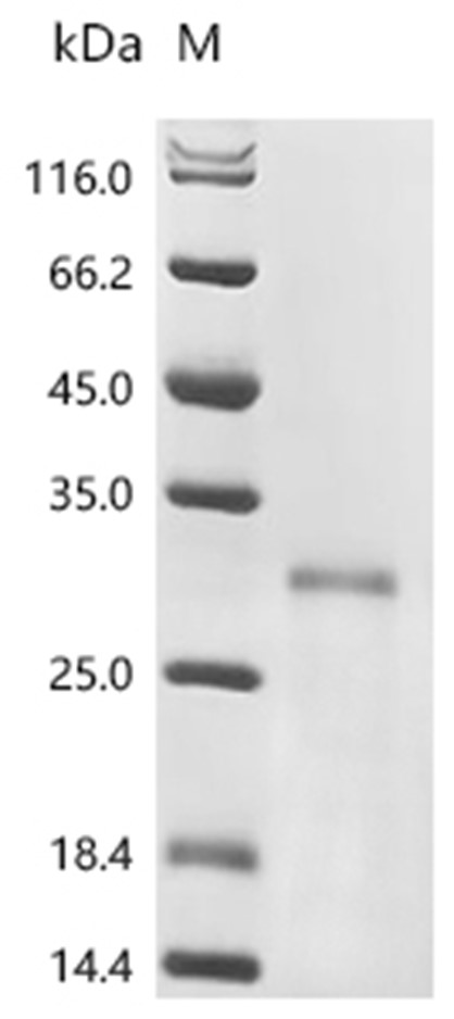 ATF-3 Protein, Human, Recombinant (His)