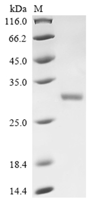 FimH Protein, E. coli, Recombinant (His)