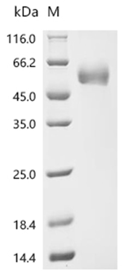 PAI-2 Protein, Human, Recombinant (His)
