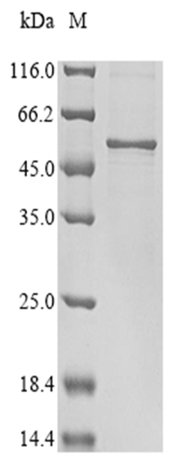 EEF1A1 Protein, Human, Recombinant (His)