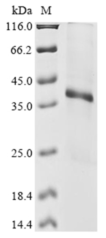 Wnt3a Protein, Human, Recombinant (His)