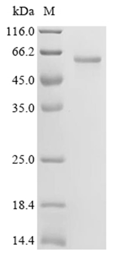 LGR6 Protein, Human, Recombinant (His)