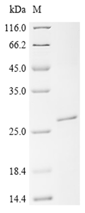 IFN-beta Protein, Chicken, Recombinant (His)