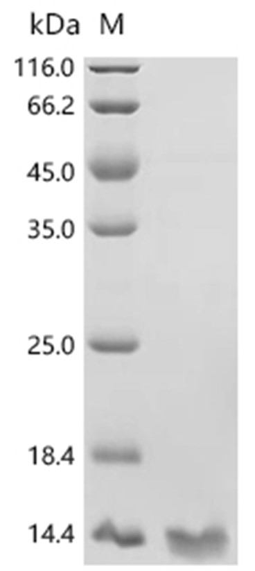 APOB Protein, Human, Recombinant (Yeast, His)