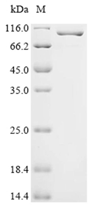 gyrA Protein, E. coli, Recombinant (His)