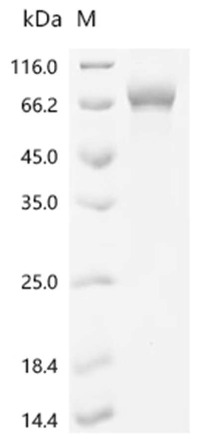 Optineurin Protein, Human, Recombinant (E. coli, His)