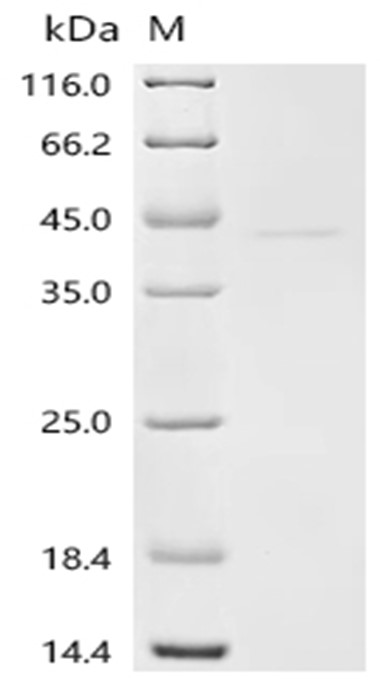 SOX-2 Protein, Human, Recombinant (His)