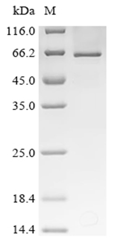 p53 Protein, Mouse, Recombinant (His & SUMO)