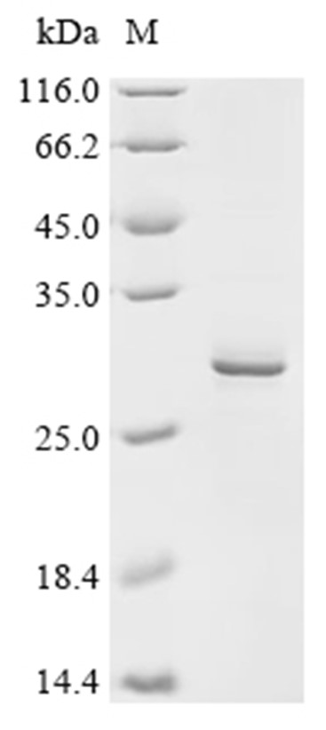 Complement C8g Protein, Human, Recombinant (His)