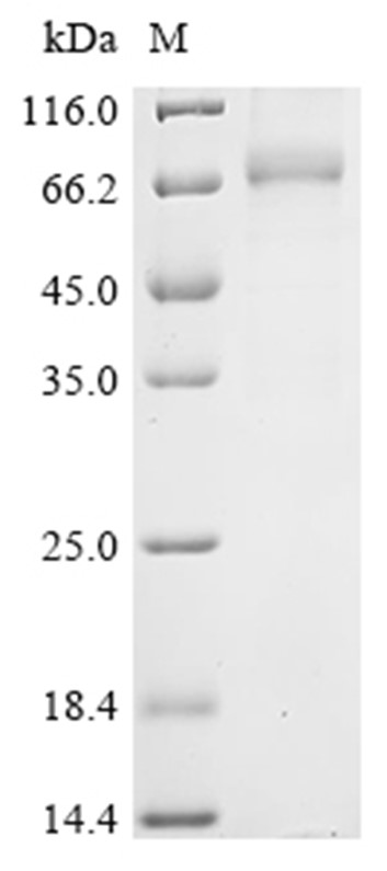 IL-40 Protein, Human, Recombinant (hFc)