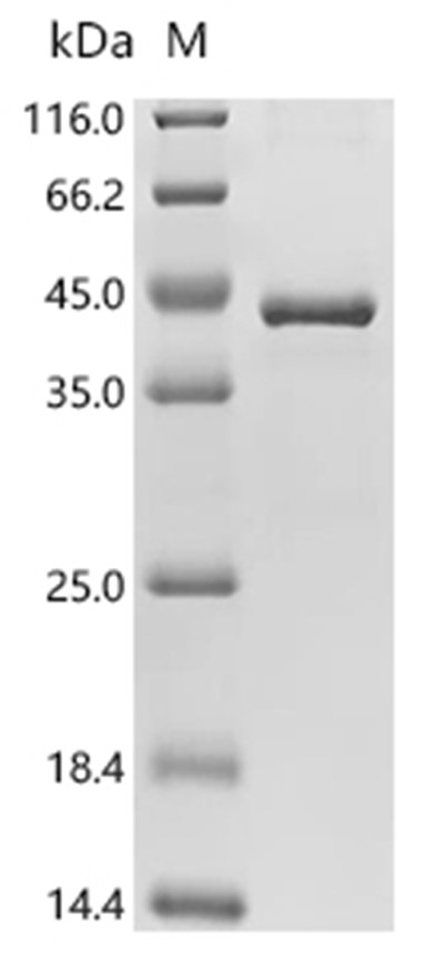 GNAI2 Protein, Mouse, Recombinant (His)