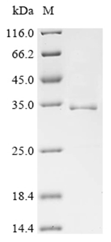 Alpha-hemolysin Protein, S. aureus, Recombinant (His)