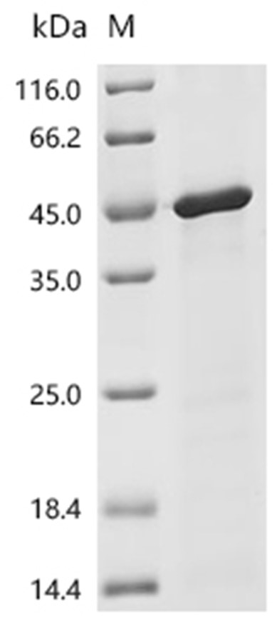 IL-12B Protein, Mesocricetus auratus, Recombinant (His & Myc)