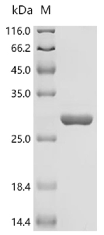 Alpha-TCS Protein, Trichosanthes kirilowii, Recombinant (His)