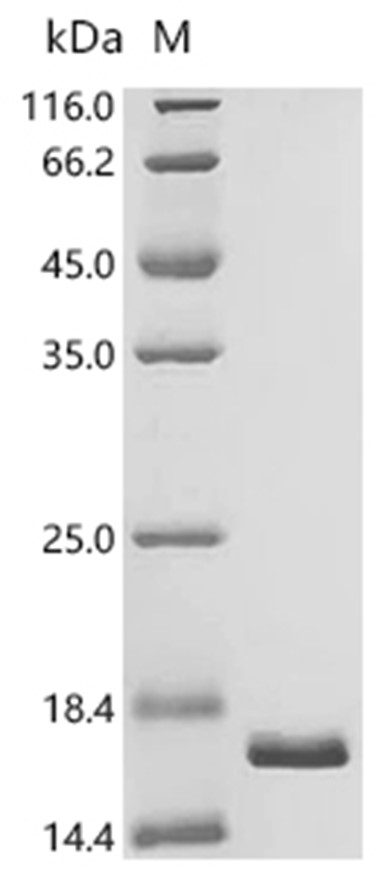 MazF Protein, S. aureus, Recombinant (His)