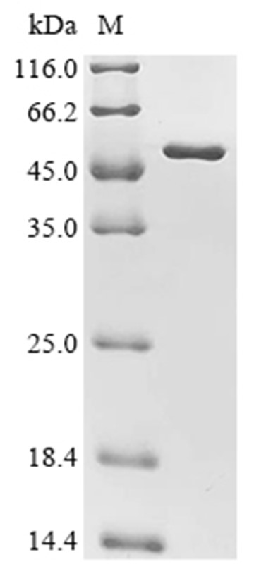 Alpha-hemolysin Protein, S. aureus, Recombinant (His & SUMO)