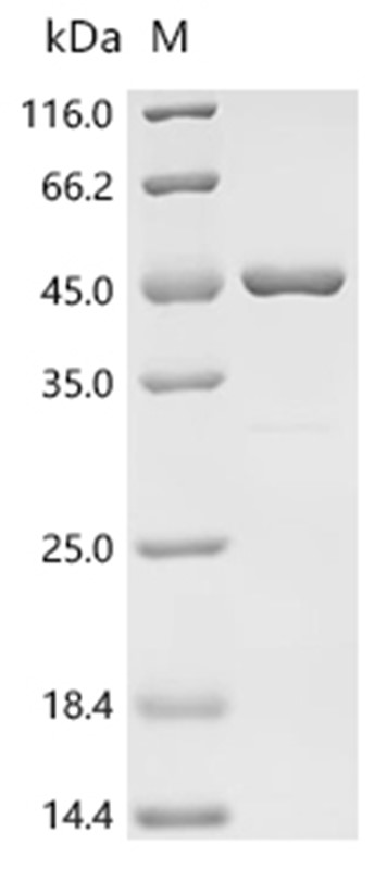 14-3-3 zeta/delta Protein, Mouse, Recombinant (His & SUMO)