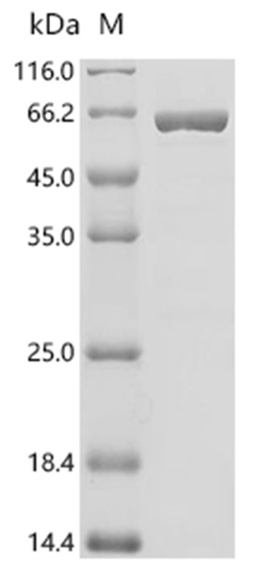PPAR gamma/PPARG Protein, Human, Recombinant (His)