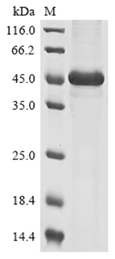 PLA2G15 Protein, Mouse, Recombinant (His & Myc)