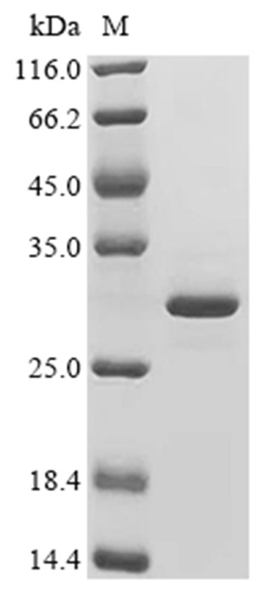 PIK3CA Protein, Human, Recombinant (His)
