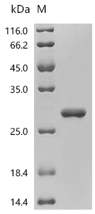 SplD Protein, S. aureus, Recombinant (His & Myc)