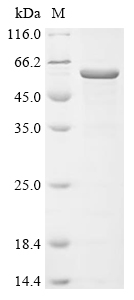 LGI4 Protein, Human, Recombinant (His)
