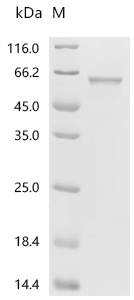 THRA Protein, Human, Recombinant (His)