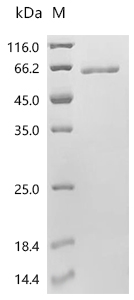 NR2F6 Protein, Human, Recombinant (His & SUMO)