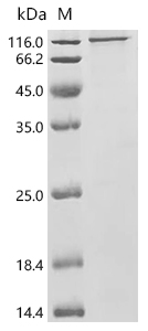 BMP-1 Protein, Human, Recombinant (His)
