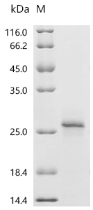 Adrenodoxin Protein, Human, Recombinant (His & Myc)
