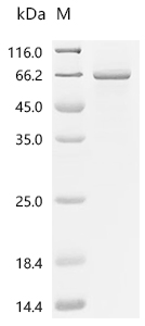 FAM20C Protein, Mouse, Recombinant (His & Myc)
