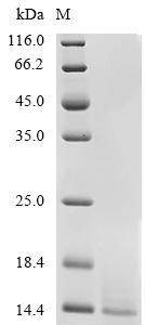 Aquaporin-4/AQP4 Protein, Mouse, Recombinant (His)