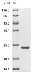 BRD4 Protein, Human, Recombinant (His)