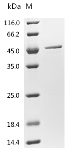 CREB1 Protein, Human, Recombinant (His)
