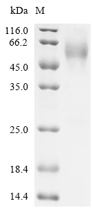 MUSK Protein, Human, Recombinant (His)