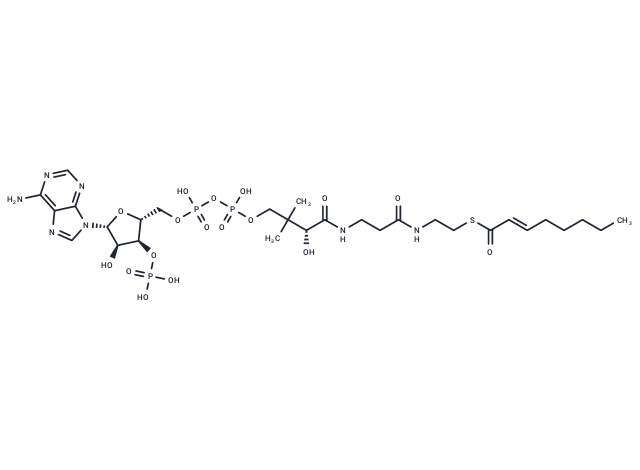 2-trans-Octenoyl-CoA
