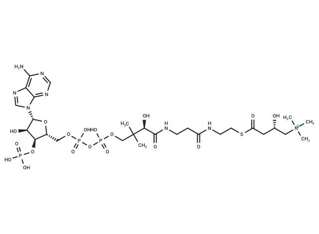 (S)-Carnitinyl-CoA, betaine
